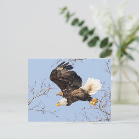 Carte Postale Bald Eagle Eyes (Debout devant)