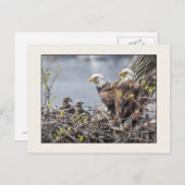 Carte Postale Bald Eagle Famille de quatre (Devant / Derrière)