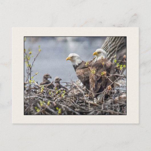 Carte Postale Bald Eagle Famille de quatre (Devant)
