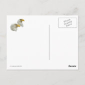 Carte Postale Bald Eagle Famille de quatre (Dos)