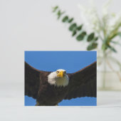 Carte Postale Bald Eagle Flyby Up Close (Debout devant)
