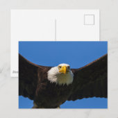 Carte Postale Bald Eagle Flyby Up Close (Devant / Derrière)