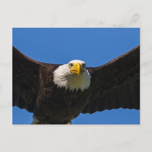 Carte Postale Bald Eagle Flyby Up Close (Devant)