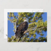Carte Postale Bald Eagle II (Devant / Derrière)