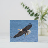 Carte Postale Bald eagle in flight (Debout devant)