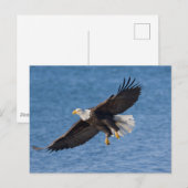 Carte Postale Bald eagle in flight (Devant / Derrière)