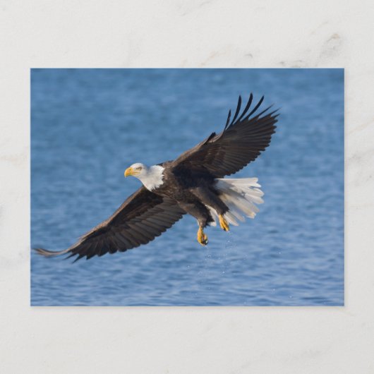 Carte Postale Bald eagle in flight (Devant)