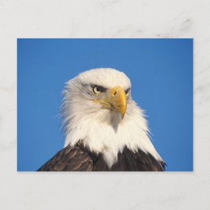 Carte Postale Bald Eagle Look