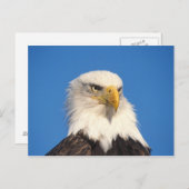 Carte Postale Bald Eagle Look (Devant / Derrière)