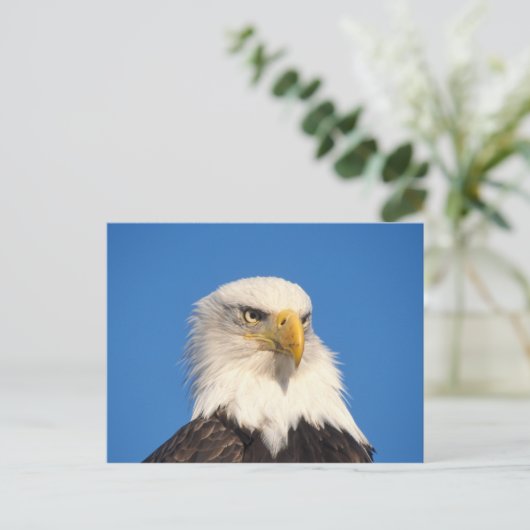 Carte Postale Bald Eagle Look (Debout devant)