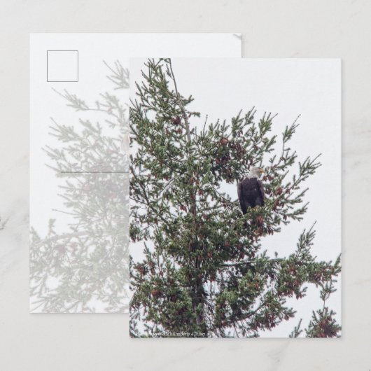 Carte Postale Bald Eagle P2825 (Devant / Derrière)