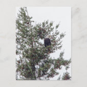 Carte Postale Bald Eagle P2825 (Devant)