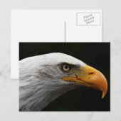 Carte Postale Bald Eagle pcna (Devant / Derrière)