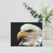 Carte Postale Bald Eagle photo (Debout devant)