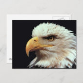 Carte Postale Bald Eagle photo (Devant / Derrière)