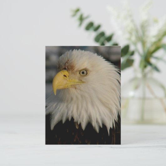 Carte Postale Bald Eagle Portrait (Debout devant)