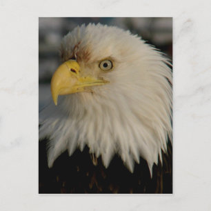 Carte Postale Bald Eagle Portrait