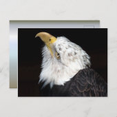 Carte Postale Bald Eagle Portriat (Devant / Derrière)
