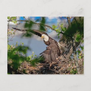 Carte Postale Bald Eagle quittant le nid