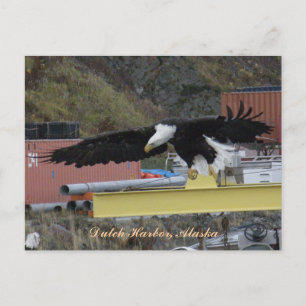 Carte Postale Bald Eagle survolant un quai, hollandais Harbour,