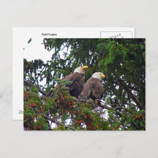 Carte postale Bald Eagles (Devant / Derrière)