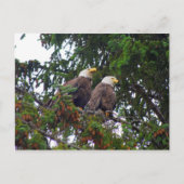 Carte postale Bald Eagles (Devant)