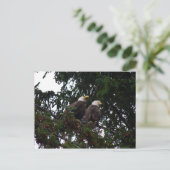 Carte postale Bald Eagles (Debout devant)