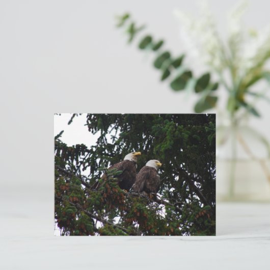Carte postale Bald Eagles (Debout devant)
