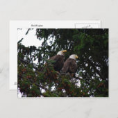 Carte postale Bald Eagles (Devant / Derrière)