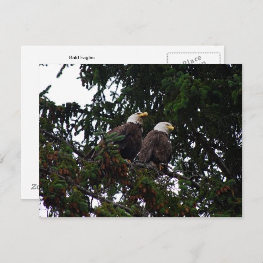Carte postale Bald Eagles (Devant / Derrière)