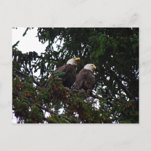 Carte postale Bald Eagles (Devant)