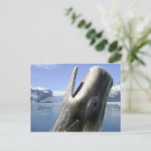 Carte Postale Baleine (Debout devant)