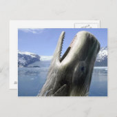 Carte Postale Baleine (Devant / Derrière)