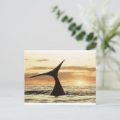 Carte Postale baleine (Debout devant)