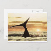 Carte Postale baleine (Devant / Derrière)