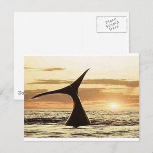 Carte Postale baleine (Devant / Derrière)
