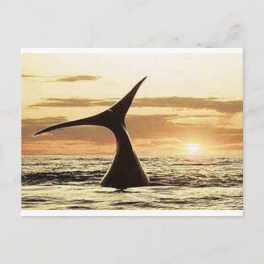 Carte Postale baleine (Devant)