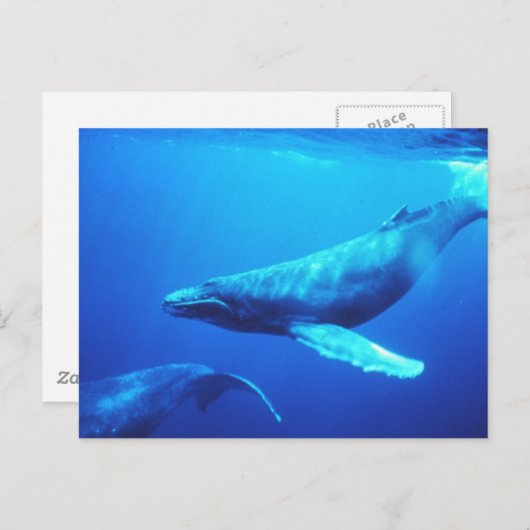 Carte Postale Baleine à bosse (Devant / Derrière)