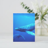 Carte Postale Baleine à bosse (Debout devant)