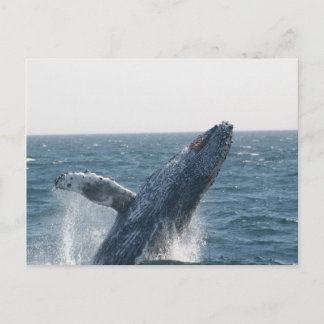 Carte Postale Baleine à bosse