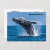 Carte postale Baleine à bosse (Devant / Derrière)