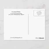 Carte postale Baleine à bosse (Dos)