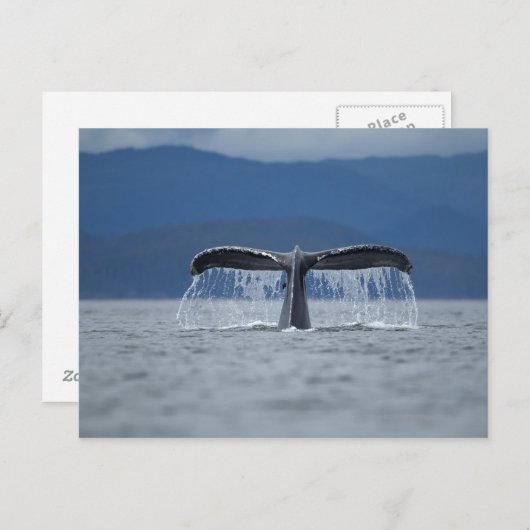 Carte Postale Baleine à bosse 2 (Devant / Derrière)