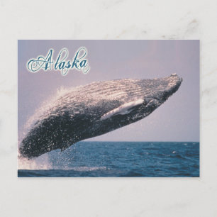 Carte Postale Baleine à bosse, Alaska