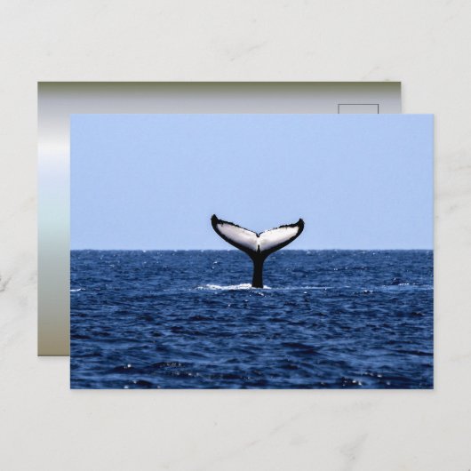 Carte Postale Baleine à bosse en océan (Devant / Derrière)