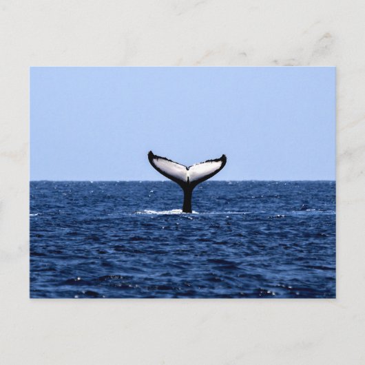 Carte Postale Baleine à bosse en océan (Devant)