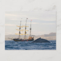 Baleine à bosse et navire
