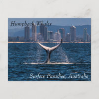 Baleine à bosse Fluke Hors Surfers Paradise