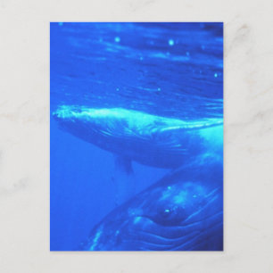 Carte Postale Baleine à bosse mère et veau