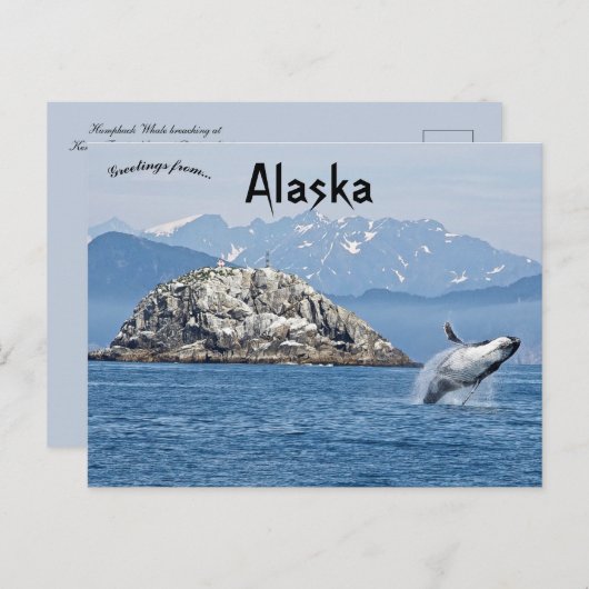 Carte Postale Baleine à bosse Parc national Kenai Fjords Alaska (Devant / Derrière)